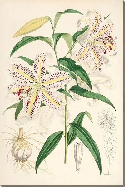 Картина Лилия ауратум (1877-1880)