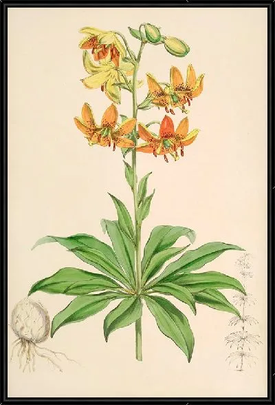 Картина Лилиум Хансони (1877–1880)