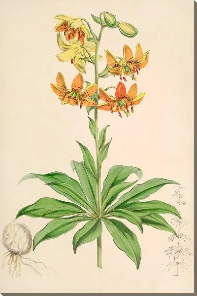 Картина Лилиум Хансони (1877–1880)