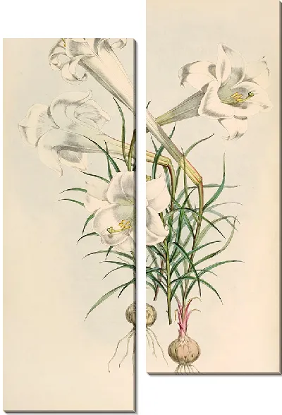 Картина Лилиум Филиппиненсе (1877-1880)