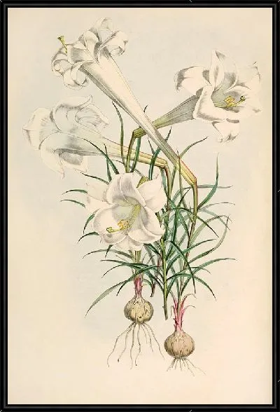 Картина Лилиум Филиппиненсе (1877-1880)