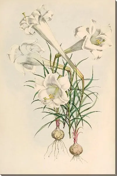 Картина Лилиум Филиппиненсе (1877-1880)