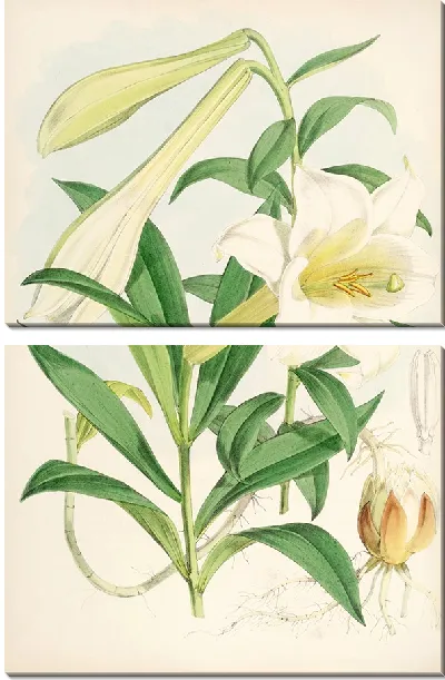 Картина Лилиум Нилгерриенсе (1877–1880)