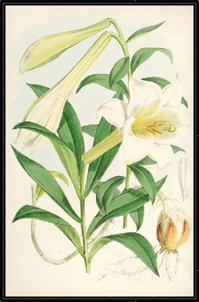 Картина Лилиум Нилгерриенсе (1877–1880)