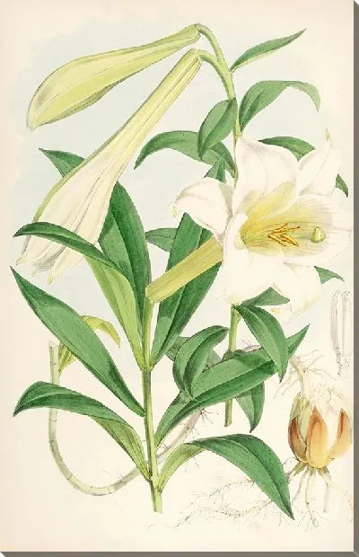 Картина Лилиум Нилгерриенсе (1877–1880)