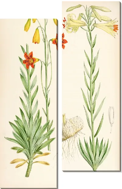 Картина Лилиум морской (1877-1880)