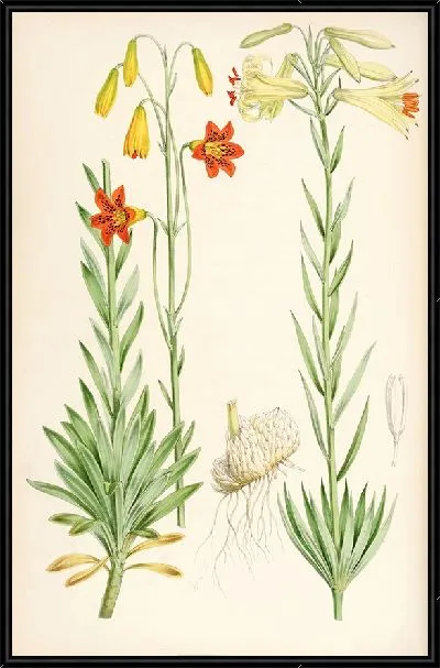 Картина Лилиум морской (1877-1880)