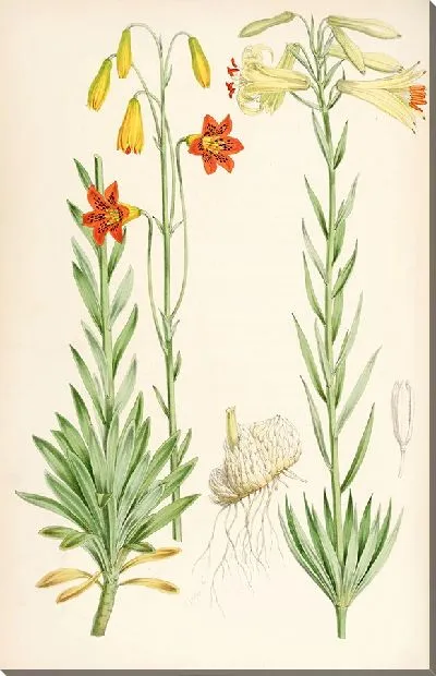 Картина Лилиум морской (1877-1880)