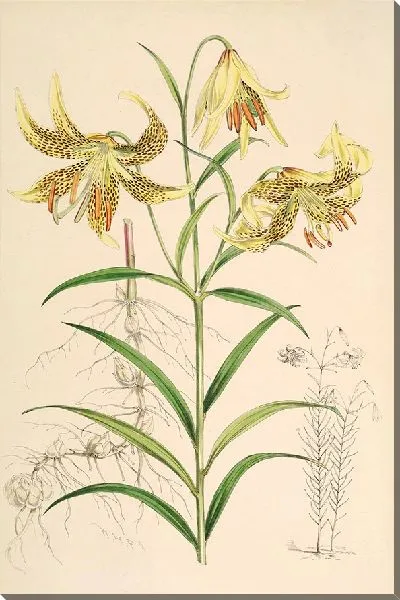 Картина Лилиум Лейхтлинии (1877–1880)