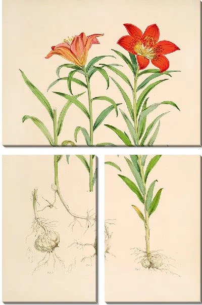 Картина Лилиум Давурикум (1877-1880)