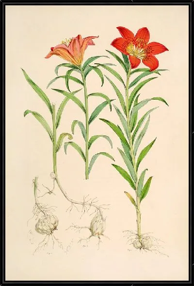 Картина Лилиум Давурикум (1877-1880)