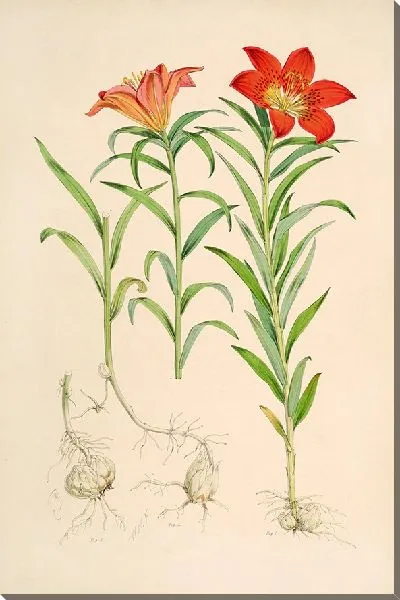 Картина Лилиум Давурикум (1877-1880)