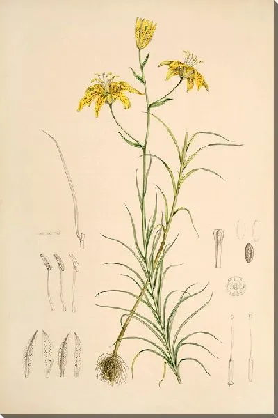 Картина Лилиум Давиди (1877–1880)