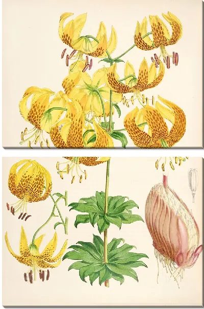 Картина Лилиум Гумбольдти (1877-1880)