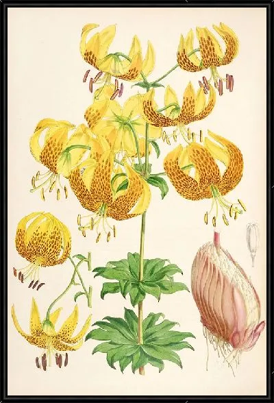 Картина Лилиум Гумбольдти (1877-1880)