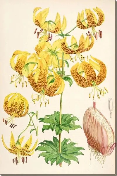 Картина Лилиум Гумбольдти (1877-1880)