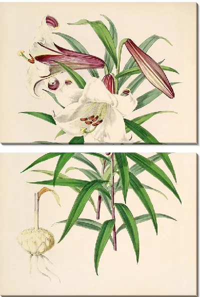 Картина Лилиум Брауни (1877–1880)