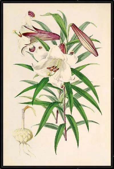 Картина Лилиум Брауни (1877–1880)