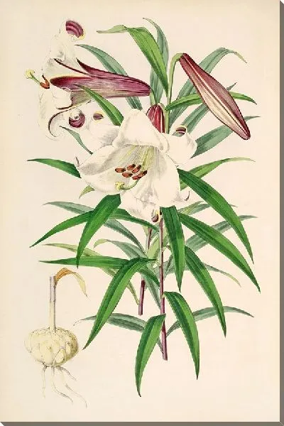 Картина Лилиум Брауни (1877–1880)