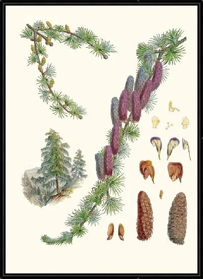 Картина Ларикс Гриффити, Хф и Т. (1855)