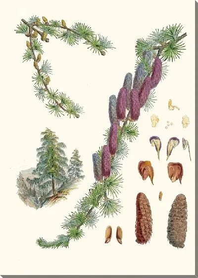 Картина Ларикс Гриффити, Хф и Т. (1855)