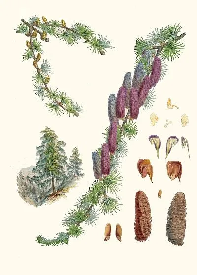 Картина Ларикс Гриффити, Хф и Т. (1855)