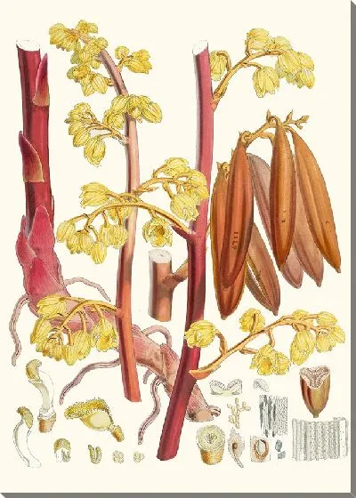 Картина Киртосия Линдлеяна, Хф и Т. (1855 г.)