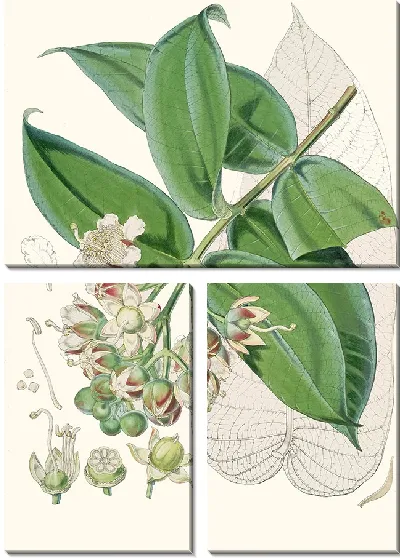 Картина Дуабанга Sonneratioides, Хам. (1855)