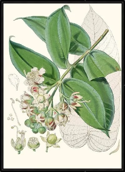 Картина Дуабанга Sonneratioides, Хам. (1855)