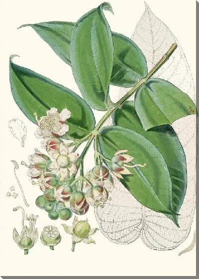 Картина Дуабанга Sonneratioides, Хам. (1855)