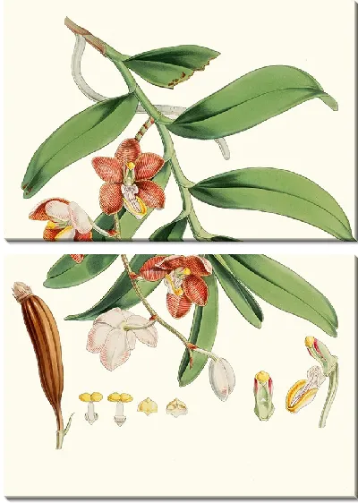 Картина Ванда Каткарти, Линдли. (1855)