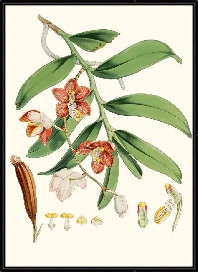 Картина Ванда Каткарти, Линдли. (1855)