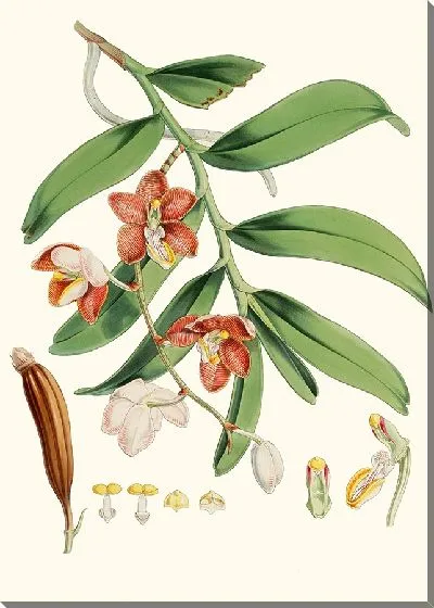 Картина Ванда Каткарти, Линдли. (1855)