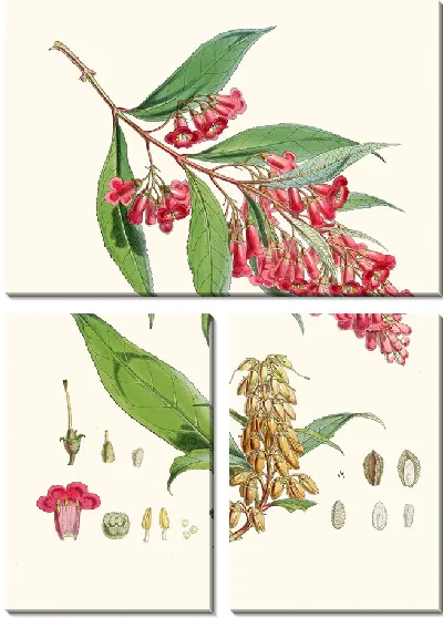Картина Буддлея Колвилей, Хф и Т. (1855)