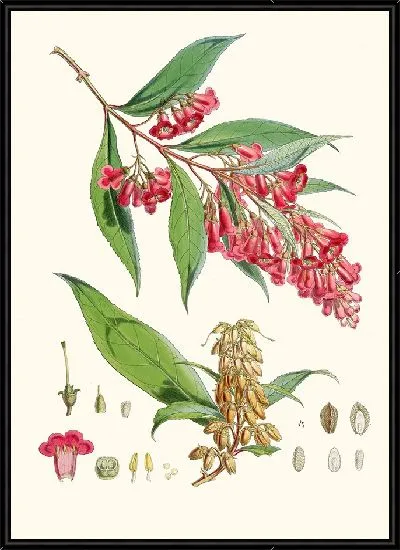 Картина Буддлея Колвилей, Хф и Т. (1855)