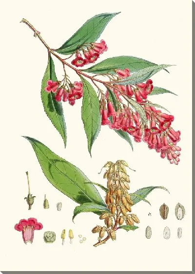 Картина Буддлея Колвилей, Хф и Т. (1855)