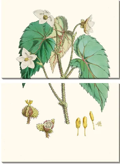 Картина Бегония Каткарти, H. f. и т. д. (1855)