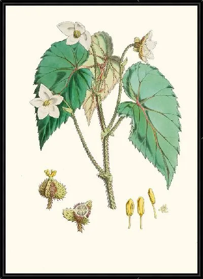 Картина Бегония Каткарти, H. f. и т. д. (1855)