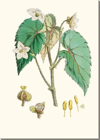 Картина Бегония Каткарти, H. f. и т. д. (1855)