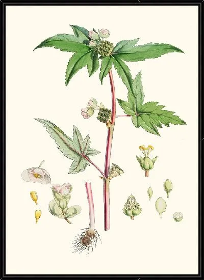 Картина Бегония Gemmipara, Hf et T. (1855 г.)
