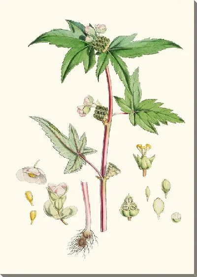 Картина Бегония Gemmipara, Hf et T. (1855 г.)