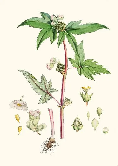 Картина Бегония Gemmipara, Hf et T. (1855 г.)