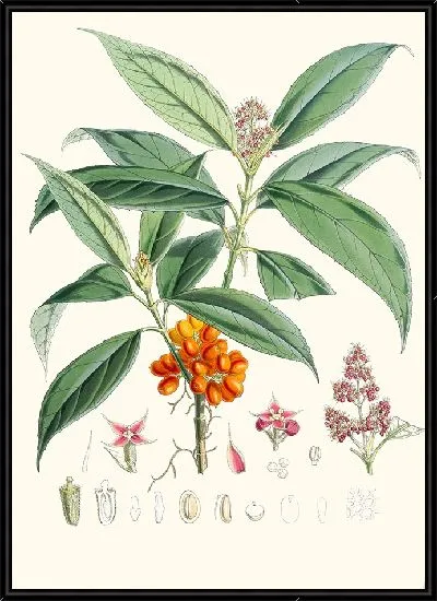 Картина Аукуба Гималайка, Hf et T. (1855)