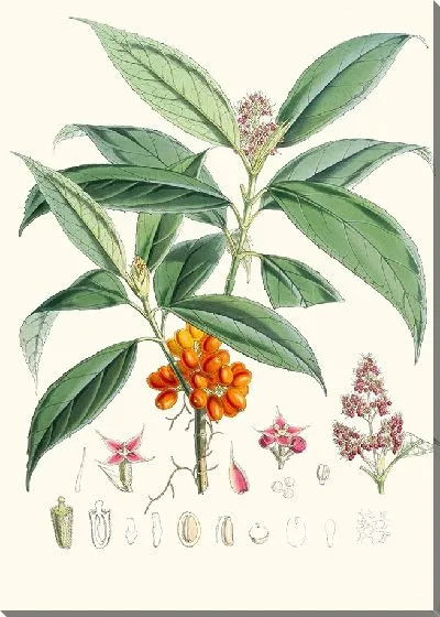 Картина Аукуба Гималайка, Hf et T. (1855)