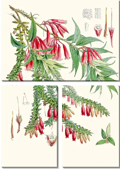 Картина А. Vaccinium Salignum, Hf et T.; Б. Vaccinium Serpens, Hf et T. (1855 г.)