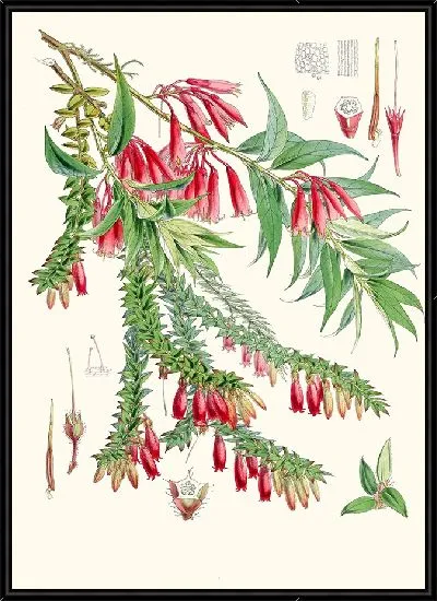 Картина А. Vaccinium Salignum, Hf et T.; Б. Vaccinium Serpens, Hf et T. (1855 г.)