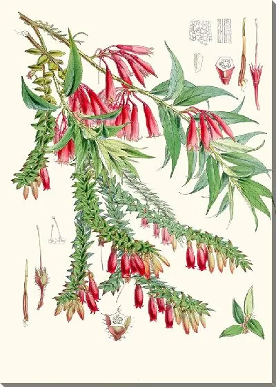 Картина А. Vaccinium Salignum, Hf et T.; Б. Vaccinium Serpens, Hf et T. (1855 г.)