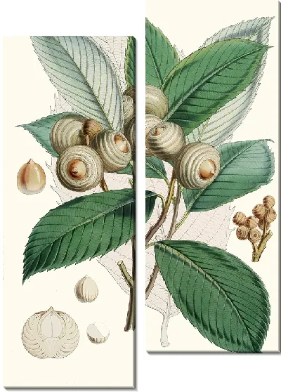 Картина Quercus Lamellosa (1855)
