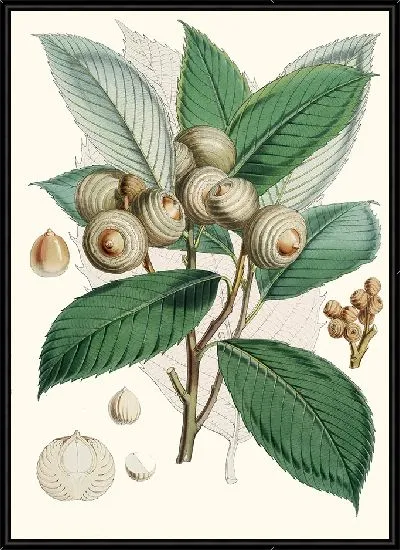 Картина Quercus Lamellosa (1855)