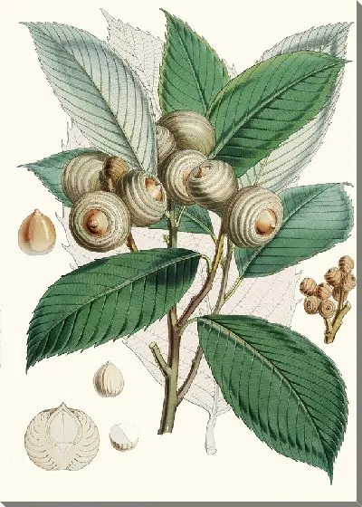 Картина Quercus Lamellosa (1855)